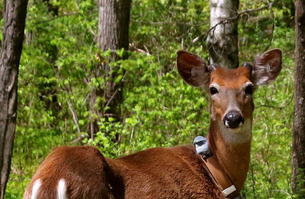 Buck collars